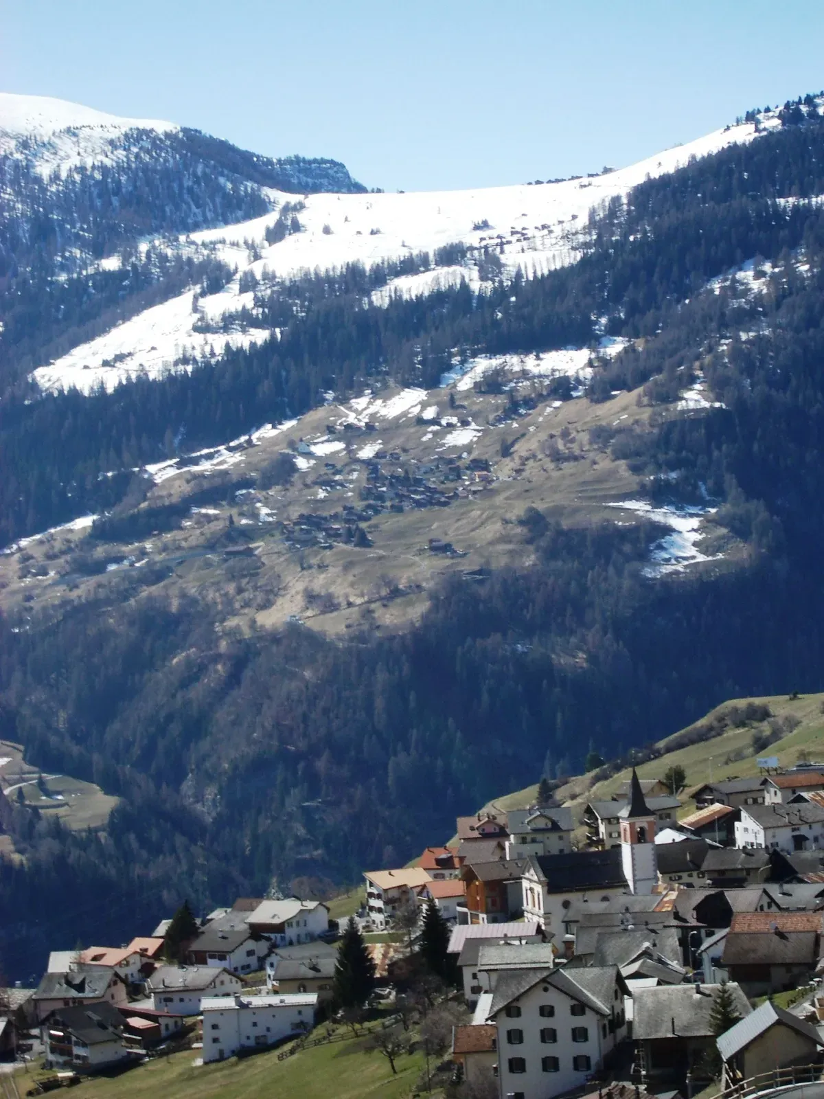 Albula