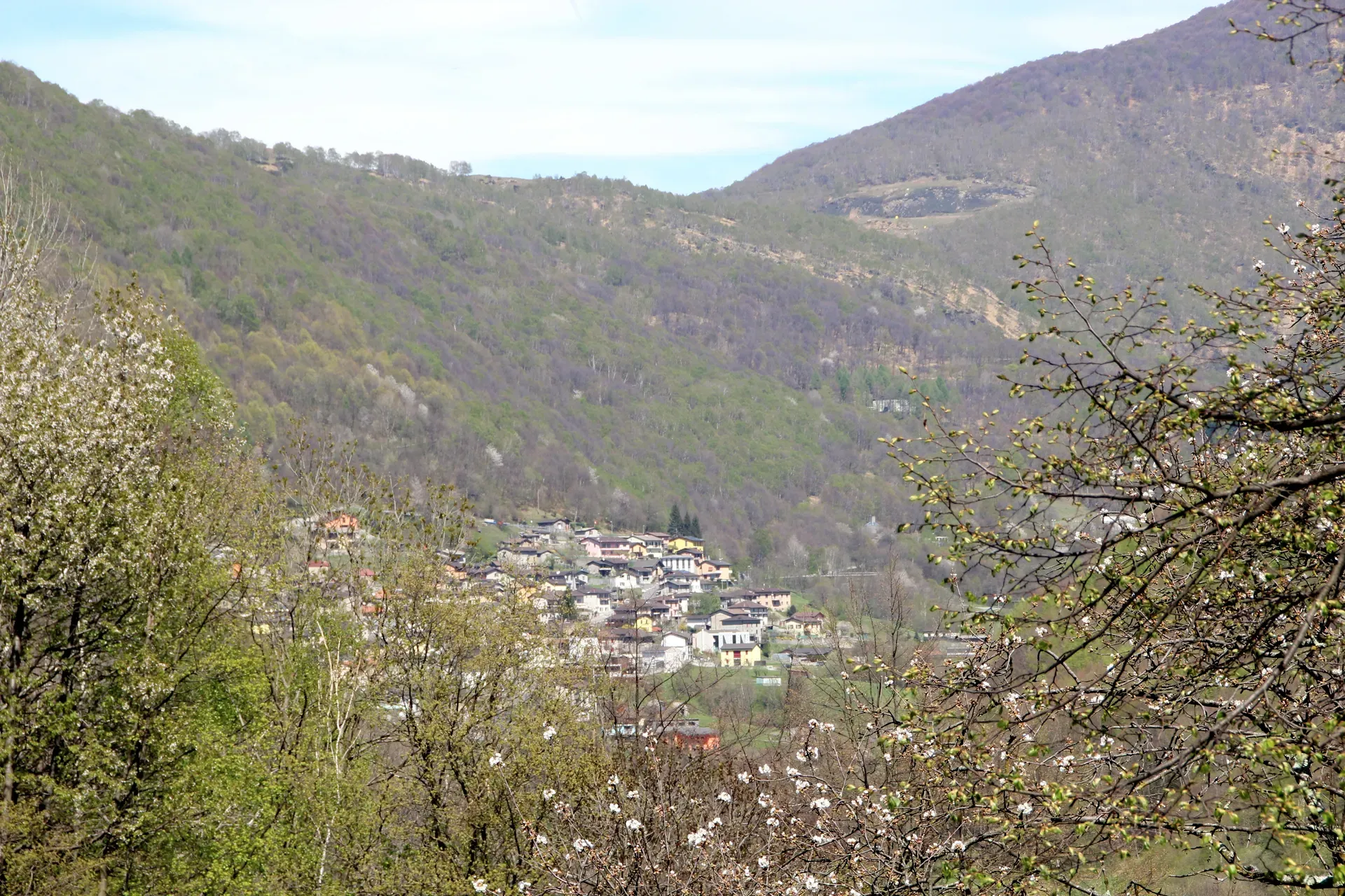 Medeglia