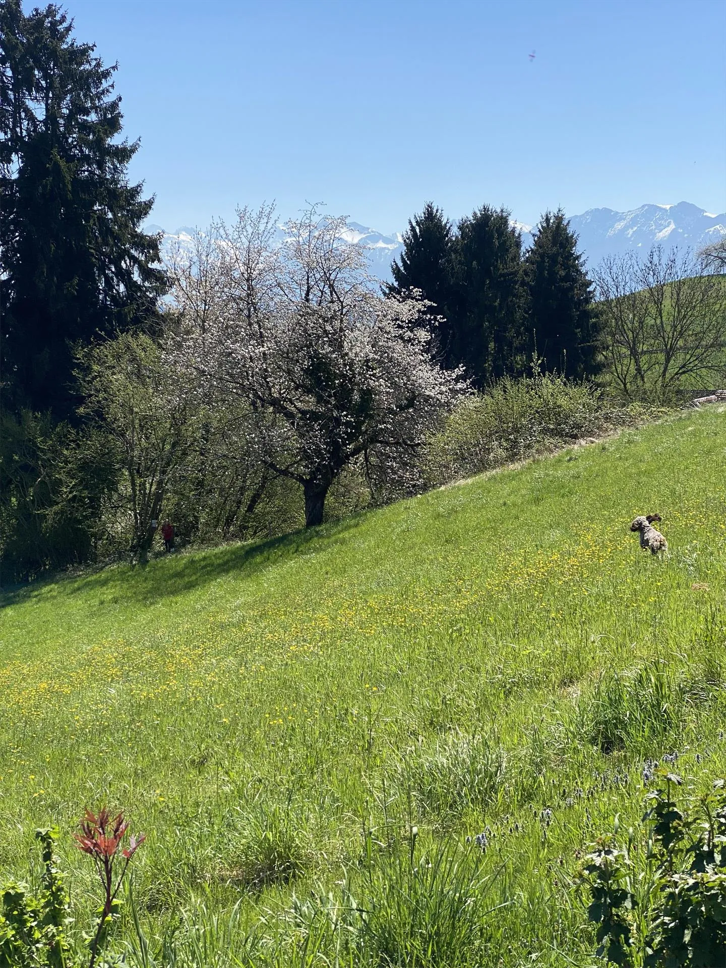 Image 12