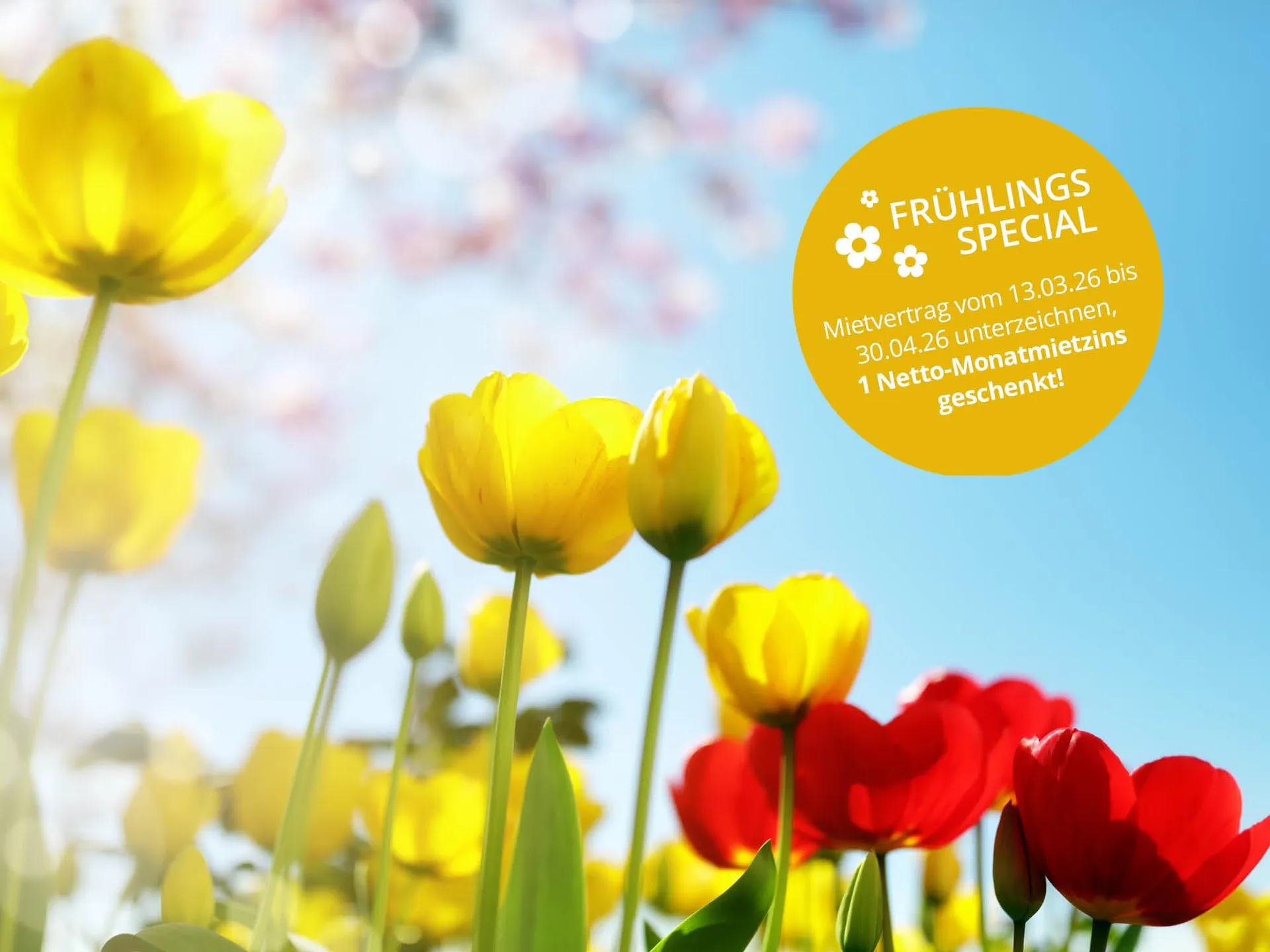 Grosszügige Gartenwohnung im Eigentumsstandard - mitte-widnau.ch