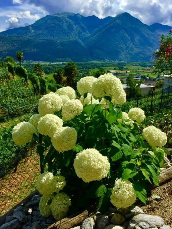 Immagine 15