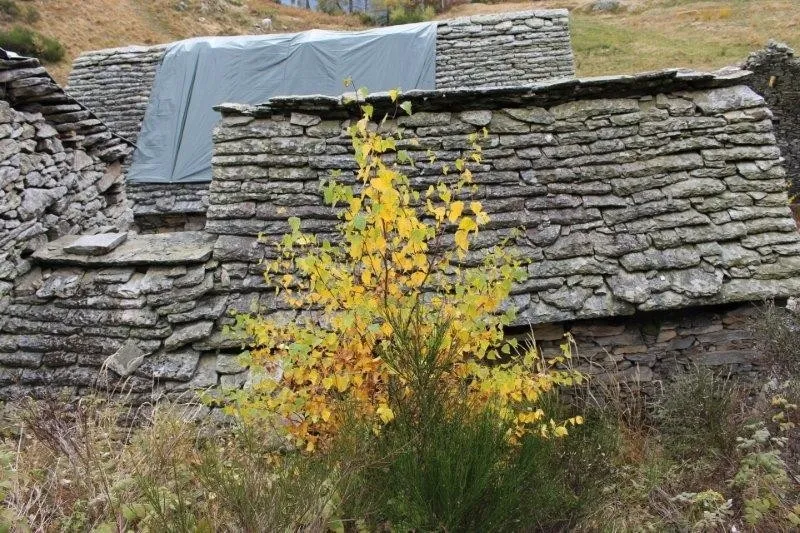 Image 8